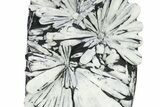 Polished Chrysanthemum Stone - China #285000-2